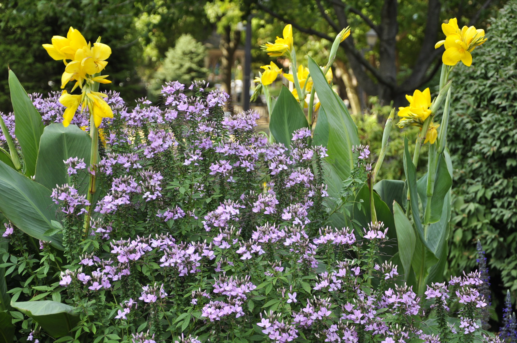 pretty daffodils at tibbits